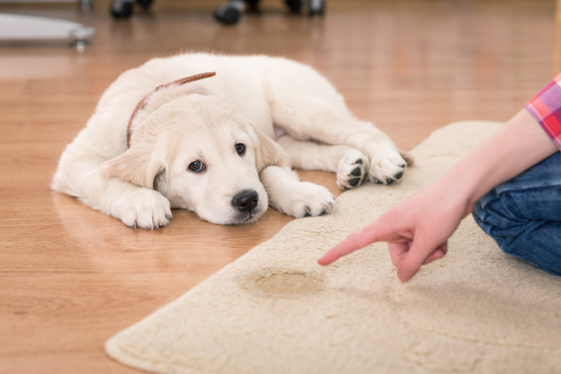 carpet cleaning cleaning company
